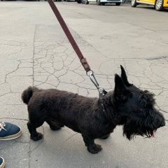 Подробнее об объявлении «Найдена собака кобель скотч-терьер Москва» Фото: найдена собака Скотч-терьер «Найдена собака кобель скотч-терьер Москва» в г. Москва