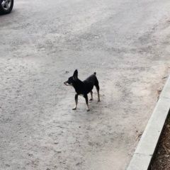 Подробнее об объявлении «Жуковский Найдена собака» Фото: найдена собака  «Жуковский Найдена собака» в г. Жуковский