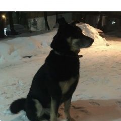 Подробнее об объявлении «Найдена собака кобель Химки» Фото: найдена собака  «Найдена собака кобель Химки» в г. Химки