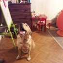 Подробнее об объявлении «Найдена собака лабрадор Нижний Новгород» Фото: найдена собака Лабрадор ретривер «Найдена собака лабрадор Нижний Новгород» в г. Нижний Новгород