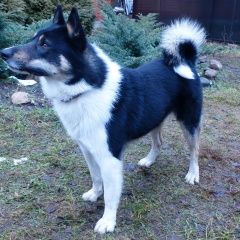 Подробнее об объявлении «Найдена собака кобель Орехово-Зуево» Фото: найдена собака  «Найдена собака кобель Орехово-Зуево» в г. Орехово-Зуево