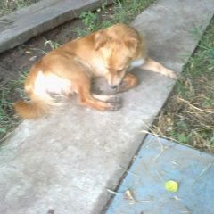 Подробнее об объявлении «Ахтубинск Найдена собака кобель» Фото: найдена собака  «Ахтубинск Найдена собака кобель» в г. Ахтубинск