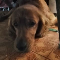 Подробнее об объявлении «Найдена собака кобель пёс рыжий похож на сеттера Хабаровск» Фото: найдена собака  «Найдена собака кобель пёс рыжий похож на...» в г. Хабаровск