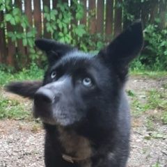 Подробнее об объявлении «Найдена собака кобель Москва» Фото: найдена собака  «Найдена собака кобель Москва» в г. Москва