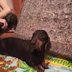 Подробнее об объявлении «Воронеж Найдена собака такса девочка» Фото: найдена собака Такса «Воронеж Найдена собака такса девочка» в г. Воронеж