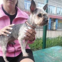 Подробнее об объявлении «Найдена собака кобель Уфа» Фото: найдена собака  «Найдена собака кобель Уфа» в г. Уфа