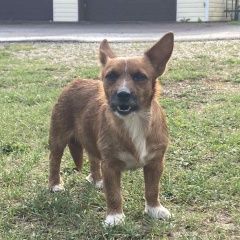 Подробнее об объявлении «Подольск Найдена собака кобель» Фото: найдена собака  «Подольск Найдена собака кобель» в г. Подольск