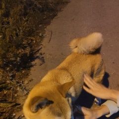 Подробнее об объявлении «Екатеринбург Найдена собака кобель сиба-ину, кобель» Фото: найдена собака Акита-ину «Екатеринбург Найдена собака кобель сиба-ину,...» в г. Екатеринбург