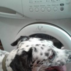 Подробнее об объявлении «Воронеж Найдена собака кобель» Фото: найдена собака Далматин «Воронеж Найдена собака кобель» в г. Воронеж