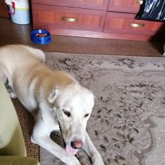 Подробнее об объявлении «Найдена собака Москва» Фото: найдена собака  «Найдена собака Москва» в г. Москва