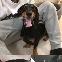 Подробнее об объявлении «Найдена собака ребята м. молодежная, с Москва» Фото: найдена собака Такса «Найдена собака ребята м. молодежная, с Москва» в г. Москва