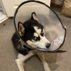 Подробнее об объявлении «Найдена собака кобель отдам в добрые руки Москва» Фото: найдена собака Сибирская хаски «Найдена собака кобель отдам в добрые руки Москва» в г. Москва