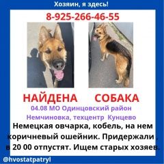 Подробнее об объявлении «Найдена собака Москва» Фото: найдена собака Немецкая овчарка «Найдена собака Москва» в г. Москва