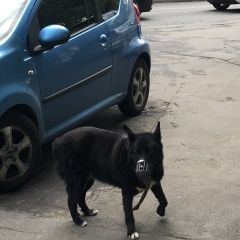 Подробнее об объявлении «Найдена собака чёрная, поводок, ошейник Москва» Фото: найдена собака  «Найдена собака чёрная, поводок, ошейник Москва» в г. Москва