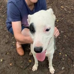 Подробнее об объявлении «Найдена собака кобель белый кобель с чёрным пятном на глазу Москва» Фото: найдена собака  «Найдена собака кобель белый кобель с чёрным...» в г. Москва