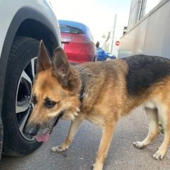 Подробнее об объявлении «Найдена собака кобель овчарка кобель с коричневым ошейником Москва» Фото: найдена собака Немецкая овчарка «Найдена собака кобель овчарка кобель с...» в г. Москва