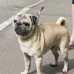 Подробнее об объявлении «Найдена собака кобель Москва» Фото: найдена собака Мопс «Найдена собака кобель Москва» в г. Москва