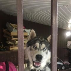 Подробнее об объявлении «Найдена собака кобель сибирский хаски Москва» Фото: найдена собака Сибирская хаски «Найдена собака кобель сибирский хаски Москва» в г. Москва