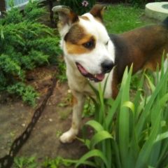 Подробнее об объявлении «Воронеж Найдена собака кобель» Фото: найдена собака Стаффордширский бультерьер «Воронеж Найдена собака кобель» в г. Воронеж