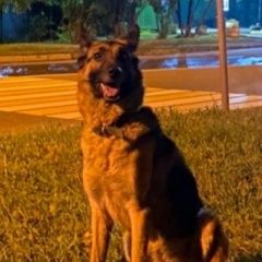 Подробнее об объявлении «Найдена собака овчарка Москва» Фото: найдена собака Немецкая овчарка «Найдена собака овчарка Москва» в г. Москва