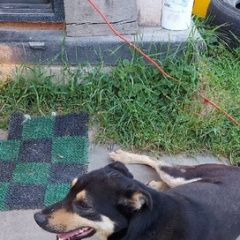 Подробнее об объявлении «Найдена собака кобель Медынь» Фото: найдена собака  «Найдена собака кобель Медынь» в г. Медынь