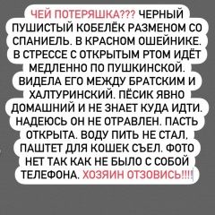 Подробнее об объявлении «Ростов-на-Дону Найдена собака кобель» Фото: найдена собака  «Ростов-на-Дону Найдена собака кобель» в г. Ростов-на-Дону