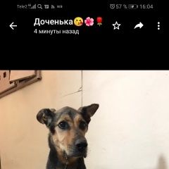 Подробнее об объявлении «Санкт-Петербург Найдена собака» Фото: найдена собака  «Санкт-Петербург Найдена собака» в г. Санкт-Петербург