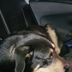 Подробнее об объявлении «Найдена собака кобель Москва» Фото: найдена собака  «Найдена собака кобель Москва» в г. Москва