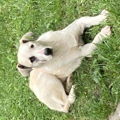 Подробнее об объявлении «Найдена собака с чипом на ухе Москва» Фото: найдена собака  «Найдена собака с чипом на ухе Москва» в г. Москва