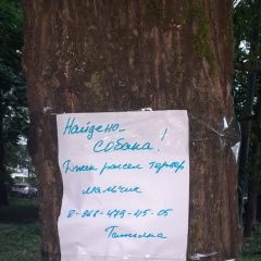 Подробнее об объявлении «Найдена собака кобель район левобережный Москва» Фото: найдена собака Джек рассел терьер «Найдена собака кобель район левобережный Москва» в г. Москва