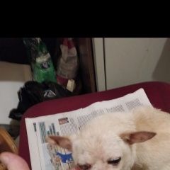 Подробнее об объявлении «Найдена собака кобель Москва» Фото: найдена собака Чихуахуа «Найдена собака кобель Москва» в г. Москва