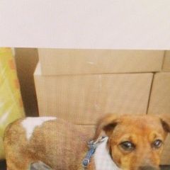 Подробнее об объявлении «Найдена собака кобель щенок джек рассл терьер Москва» Фото: найдена собака Джек рассел терьер «Найдена собака кобель щенок джек рассл терьер...» в г. Москва