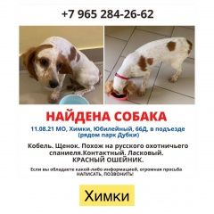 Подробнее об объявлении «Найдена собака кобель щенок метис спаниеля/бигля Химки» Фото: найдена собака  «Найдена собака кобель щенок метис...» в г. Химки