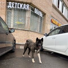 Подробнее об объявлении «Найдена собака бескудниковский бульвар Москва» Фото: найдена собака  «Найдена собака бескудниковский бульвар Москва» в г. Москва