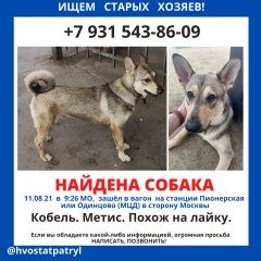 Подробнее об объявлении «Найдена собака кобель мальчик - метис с кожаным ошейником Одинцово» Фото: найдена собака  «Найдена собака кобель мальчик - метис с кожаным...» в г. Одинцово