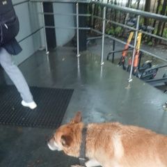 Подробнее об объявлении «Найдена собака у м. нагорная Москва» Фото: найдена собака  «Найдена собака у м. нагорная Москва» в г. Москва