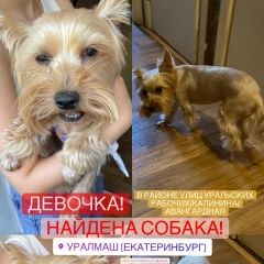 Подробнее об объявлении «Екатеринбург Найдена собака» Фото: найдена собака Йоркширский терьер «Екатеринбург Найдена собака» в г. Екатеринбург