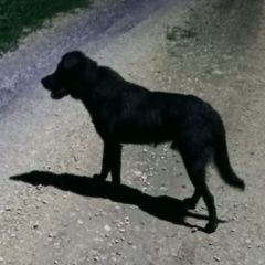 Подробнее об объявлении «Липецк Найдена собака кобель черный кобель (что-то от лабрадора)» Фото: найдена собака Лабрадор ретривер «Липецк Найдена собака кобель черный кобель...» в г. Липецк