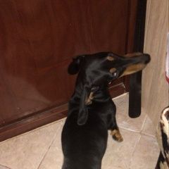 Подробнее об объявлении «Полушкино Найдена собака поселок санатория им.герцена» Фото: найдена собака Такса «Полушкино Найдена собака поселок санатория...» в г. Полушкино