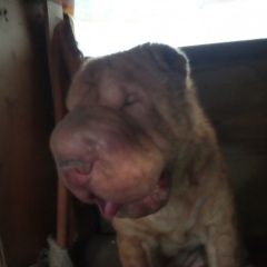 Подробнее об объявлении «Воронеж Найдена собака» Фото: найдена собака Шар-пей «Воронеж Найдена собака» в г. Воронеж
