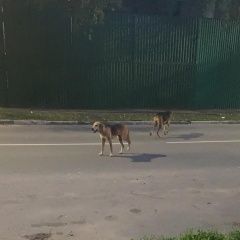 Подробнее об объявлении «Найдена собака две собаки, самец и самка Реутов» Фото: найдена собака  «Найдена собака две собаки, самец и самка Реутов» в г. Реутов