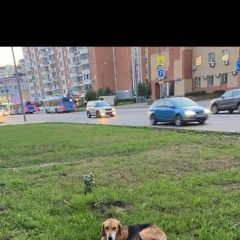 Подробнее об объявлении «Найдена собака кобель 2 русские гончии мальчик и девочка Москва» Фото: найдена собака Гончая «Найдена собака кобель 2 русские гончии мальчик...» в г. Москва