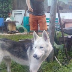 Подробнее об объявлении «Красноярск Найдена собака кобель молодой кабель, высокий, похож на лайку» Фото: найдена собака  «Красноярск Найдена собака кобель молодой...» в г. Красноярск