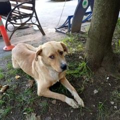 Подробнее об объявлении «Найдена собака кобель помогите потеряшке Москва» Фото: найдена собака  «Найдена собака кобель помогите потеряшке Москва» в г. Москва