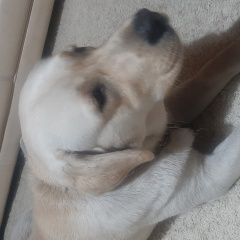 Подробнее об объявлении «Найдена собака кобель ищем хозяина Вороново» Фото: найдена собака Лабрадор ретривер «Найдена собака кобель ищем хозяина Вороново» в г. Вороново