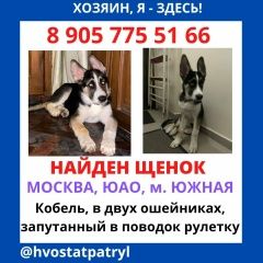 Подробнее об объявлении «Найдена собака подросток Москва» Фото: найдена собака  «Найдена собака подросток Москва» в г. Москва