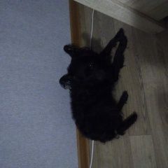 Подробнее об объявлении «Найдена собака окрас черный похожа на болонку Москва» Фото: найдена собака  «Найдена собака окрас черный похожа на болонку...» в г. Москва