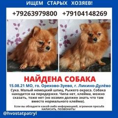 Подробнее об объявлении «Найдена собака Ликино-Дулево» Фото: найдена собака Немецкий шпиц «Найдена собака Ликино-Дулево» в г. Ликино-Дулево