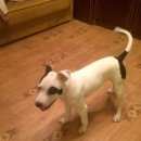 Подробнее об объявлении «Найдена собака американский питбультерьер Нижний Новгород» Фото: найдена собака Американский бульдог «Найдена собака американский питбультерьер...» в г. Нижний Новгород