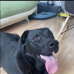 Подробнее об объявлении «Найдена собака метис лабрадора Москва» Фото: найдена собака Лабрадор ретривер «Найдена собака метис лабрадора Москва» в г. Москва